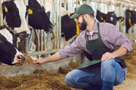 Optimer din kvægstald med den korrekte loftventilator