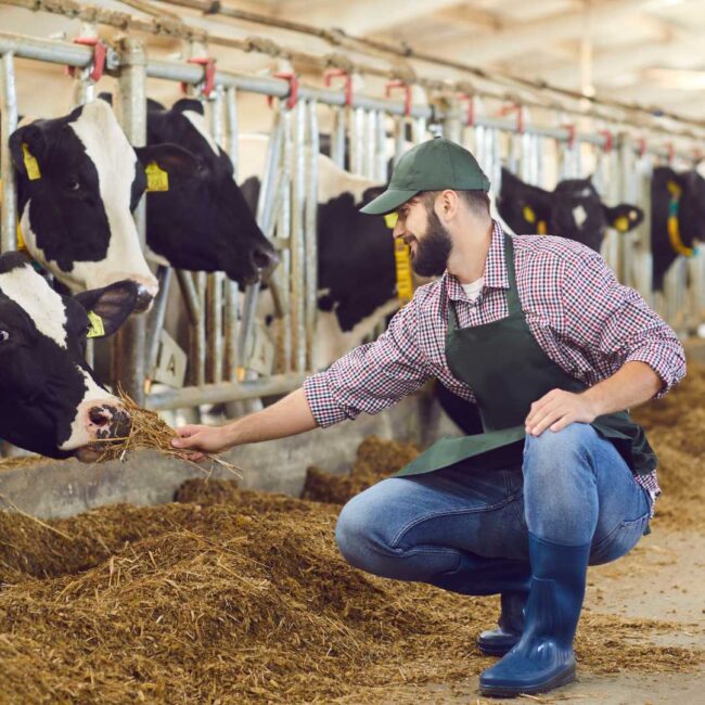 Optimer din kvægstald med den korrekte loftventilator Optimer din kvægstald med den korrekte loftventilator