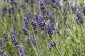 En forbedret atmosfære i hjemmet med diffusere fra Hedenhus