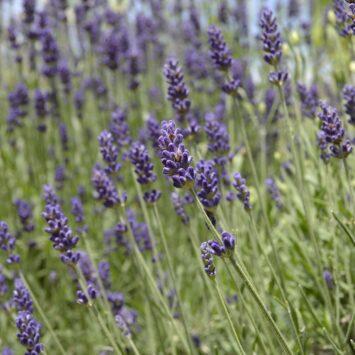 En forbedret atmosfære i hjemmet med diffusere fra Hedenhus