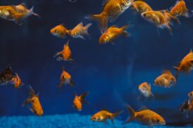 Fiskemad og fuglefoder – find alt til dine dyr hos Fodergrossisten