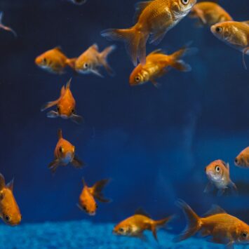 Fiskemad og fuglefoder – find alt til dine dyr hos Fodergrossisten